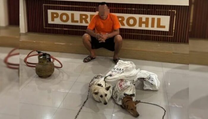 Polisi Bongkar Praktik Penyembelihan Anjing di Bagan Batu, Dua Ekor Diselamatkan