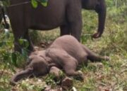 Misteri Kematian Tari Terkuak, Begini Hasil Uji Lab di Bogor