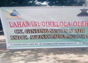 Kebun Sawit Milik Warga Desa Kota Lama Didatangi OTK, 2 Ton Tandan Sawit Diambil