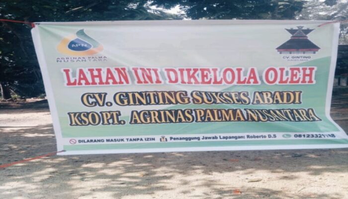 Kebun Sawit Milik Warga Desa Kota Lama Didatangi OTK, 2 Ton Tandan Sawit Diambil