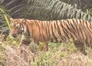 Selamat, Begini Kronologi dan Perjuangan Butet Usai Bertarung dengan 3 Harimau